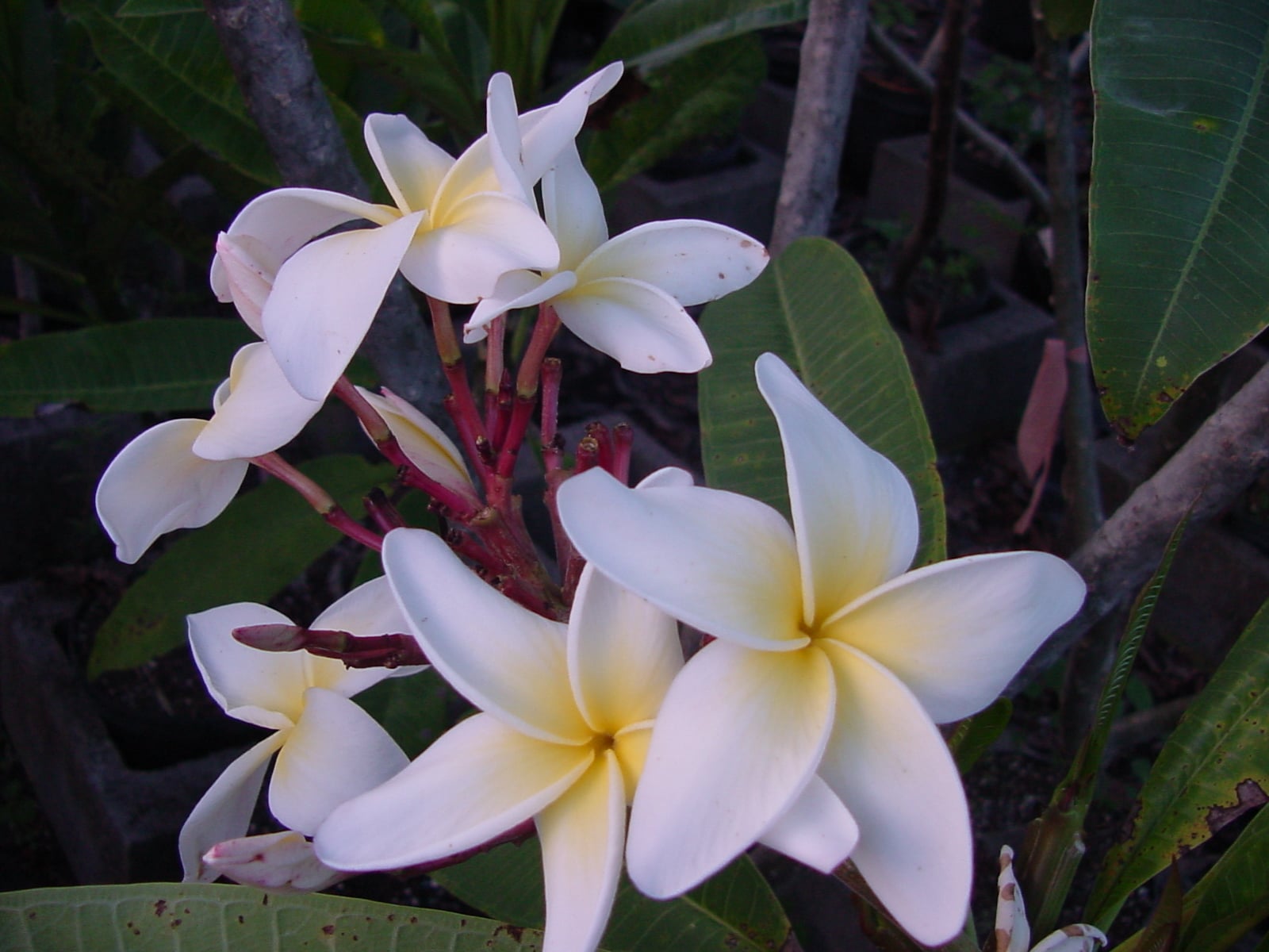 Cozumel Yellow plumeria photo