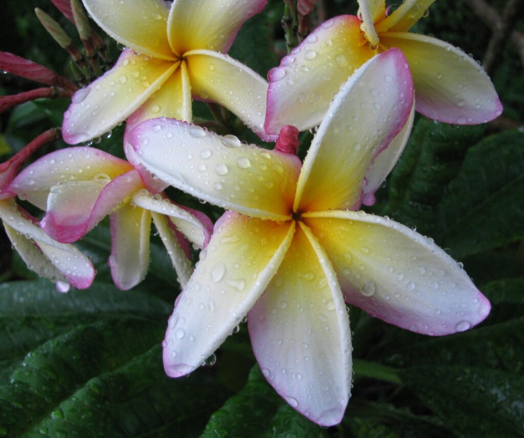Sugar Plum Fairy plumeria photo