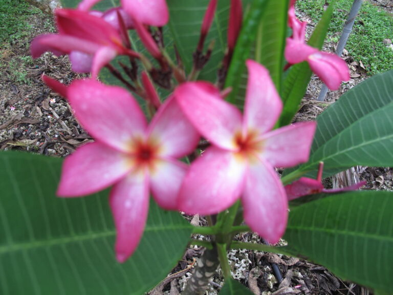 Calcutta Star plumeria photo