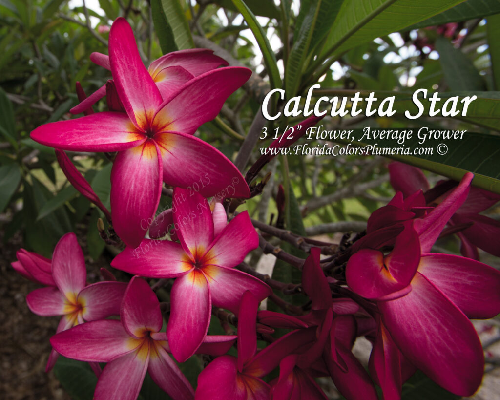 Calcutta Star plumeria photo