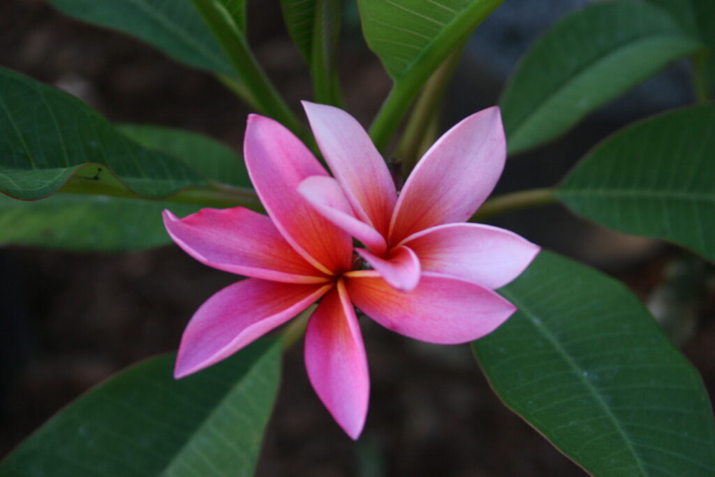 California Sally plumeria photo