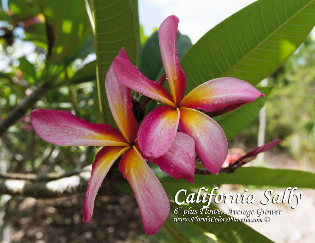 California Sally plumeria photo