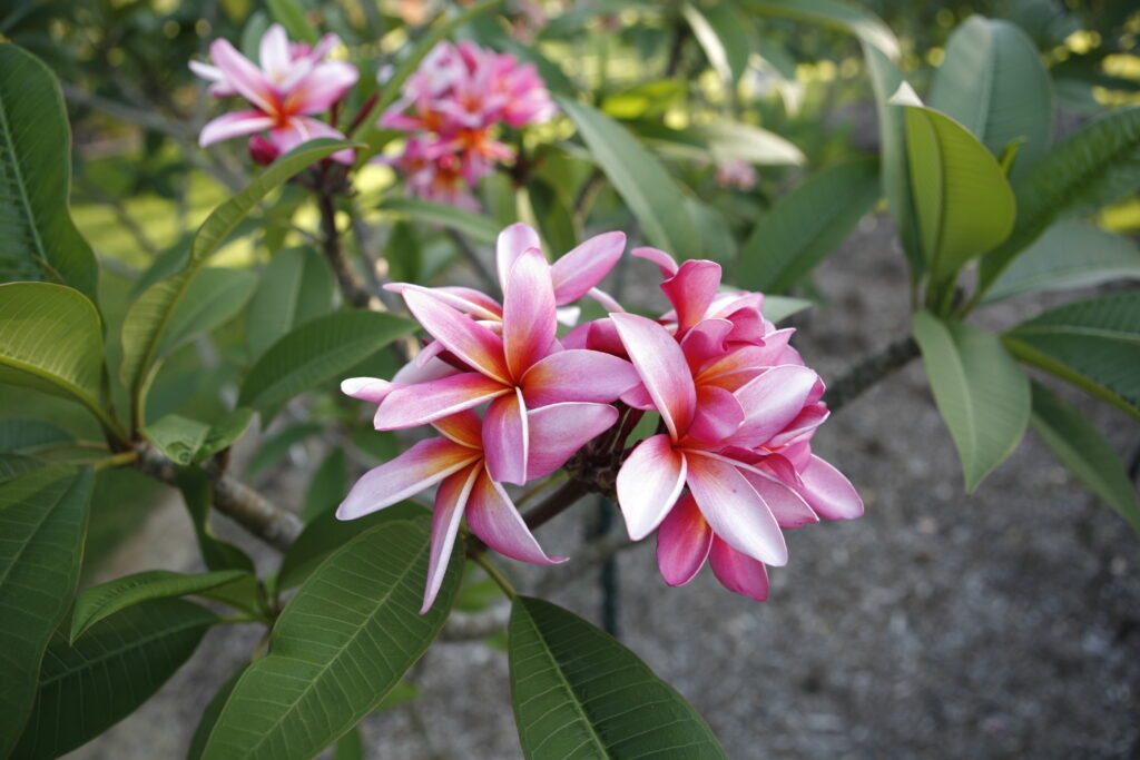 California Sally plumeria photo