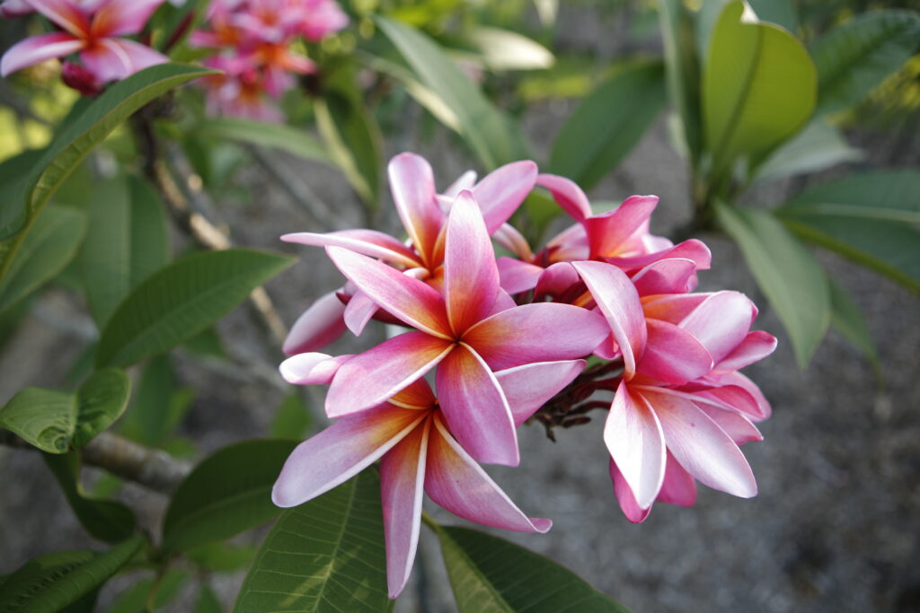 California Sally plumeria photo