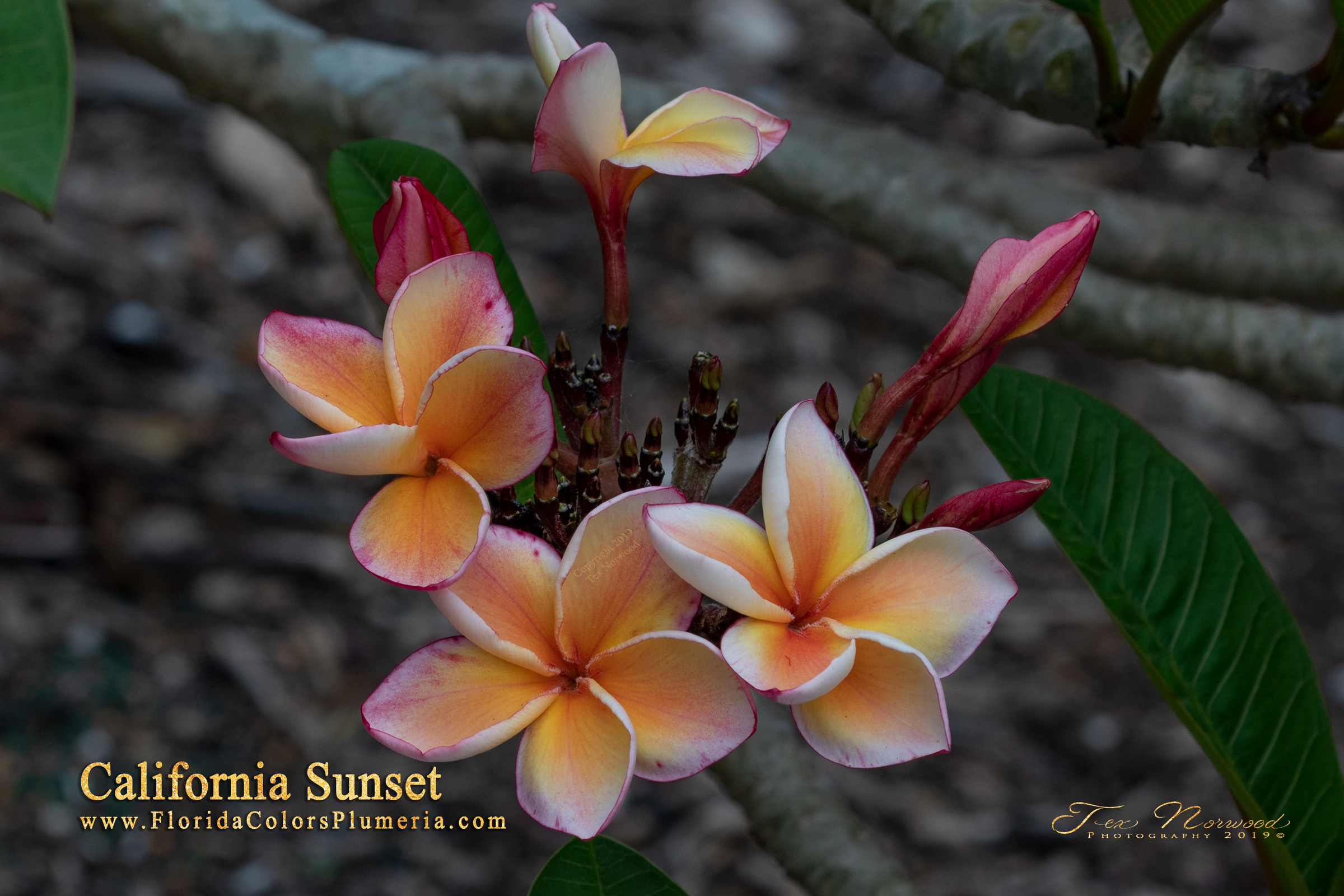 California Sunset plumeria photo