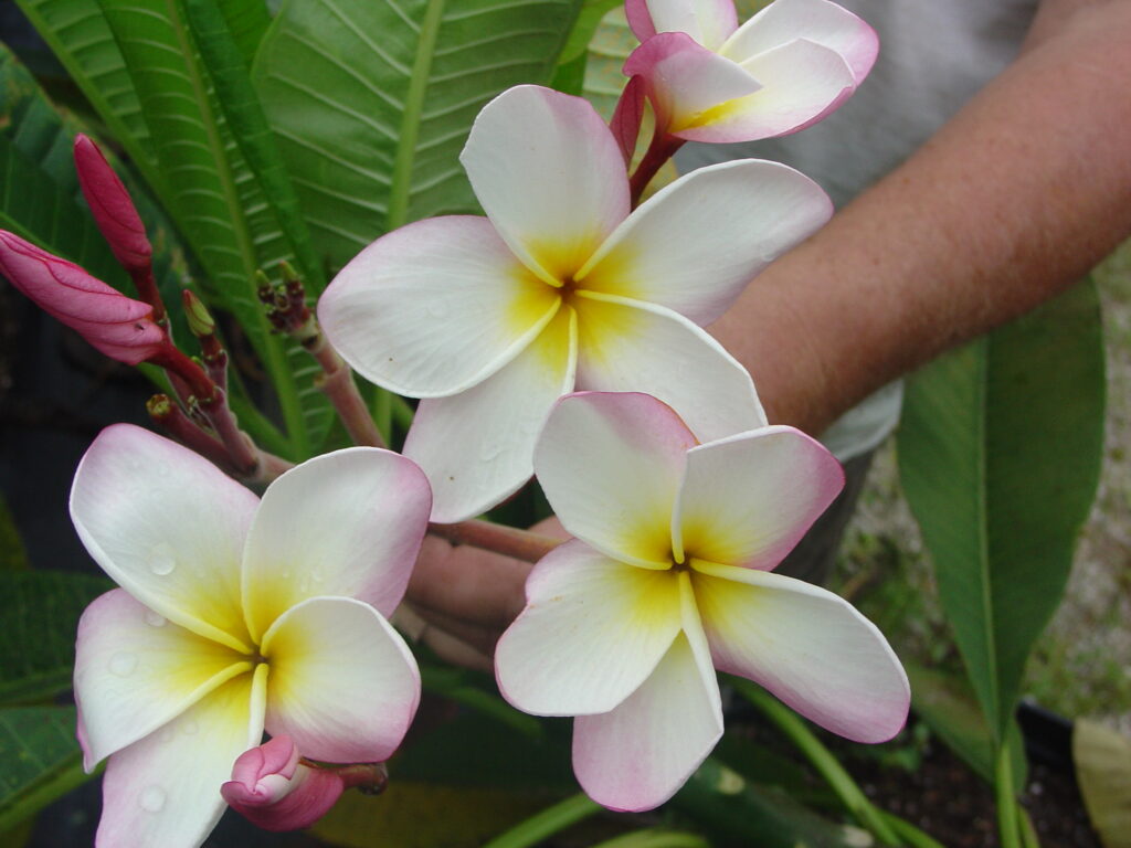 Camden plumeria photo