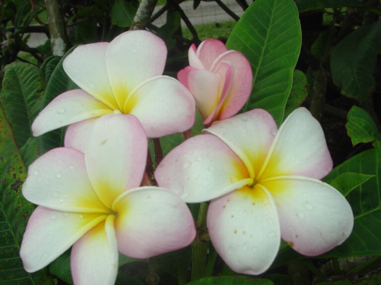 Camden plumeria photo