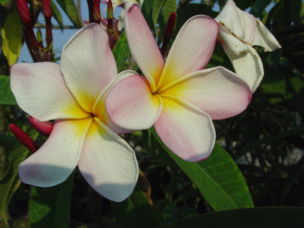Camden plumeria photo