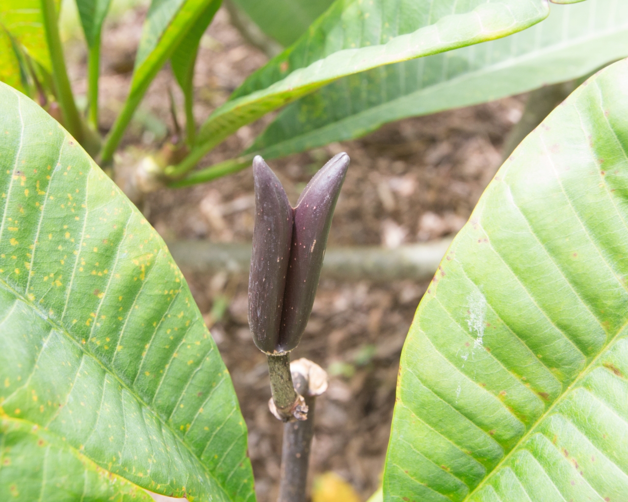 Camelot plumeria photo