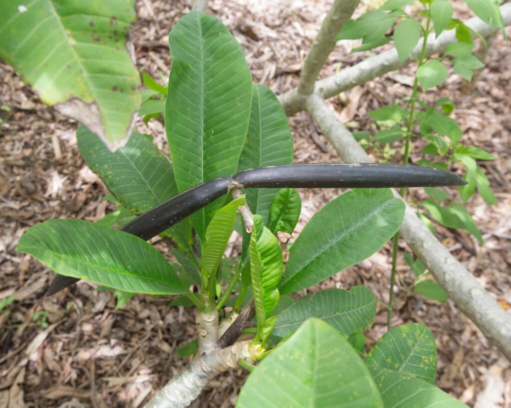 Camelot plumeria photo