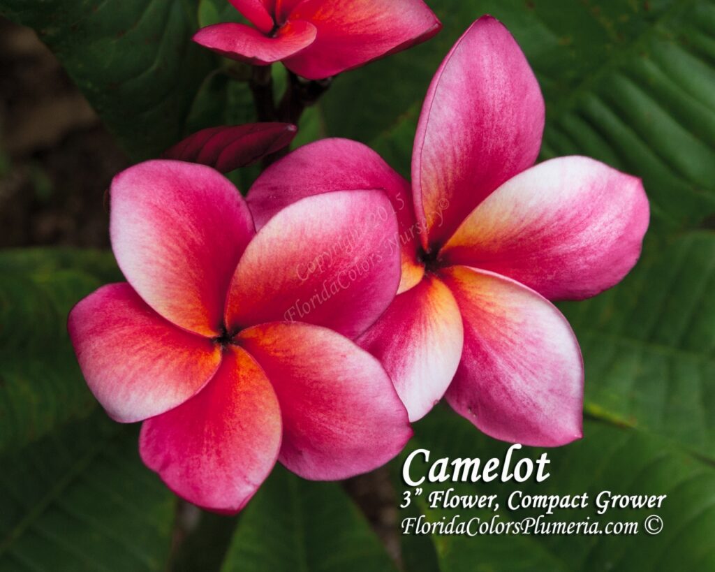 Camelot plumeria photo