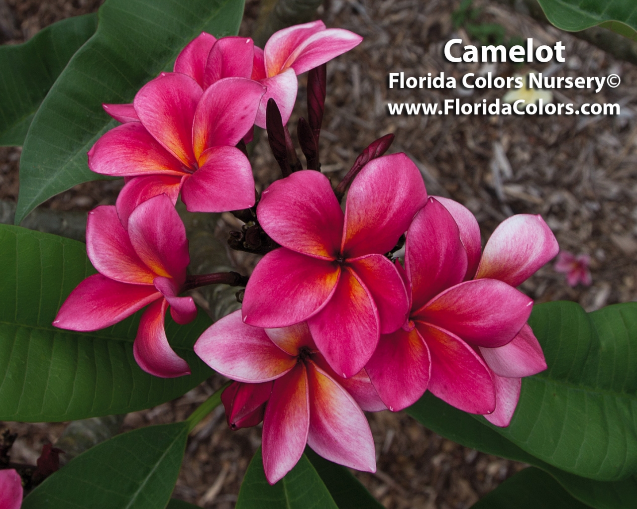 Camelot plumeria photo