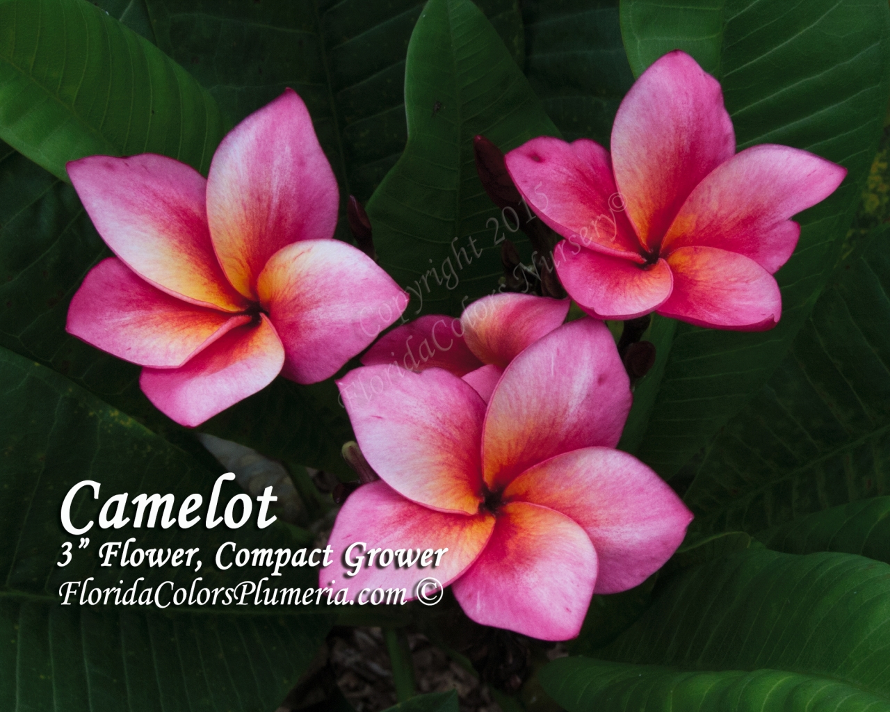 Camelot plumeria photo