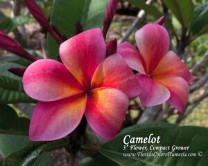 Camelot plumeria photo