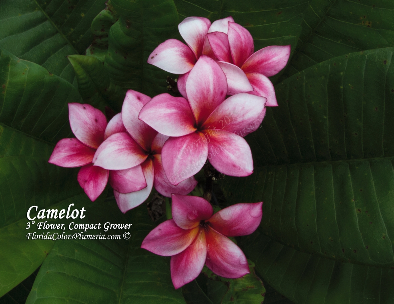 Camelot plumeria photo