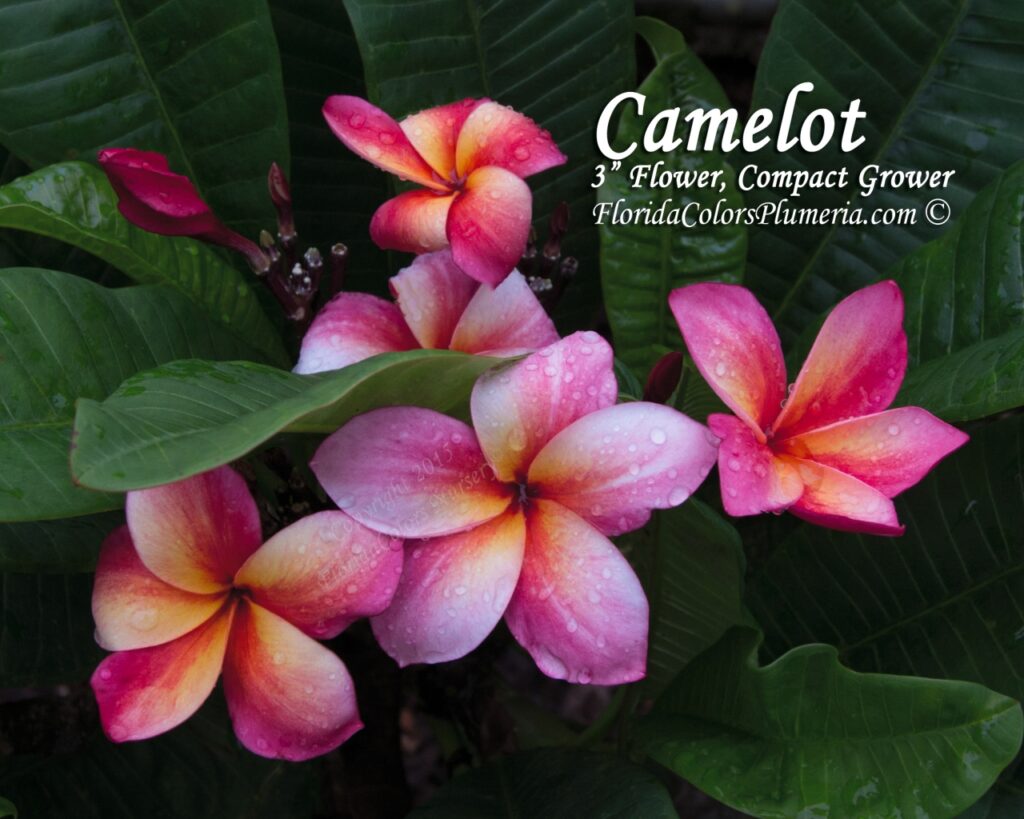 Camelot plumeria photo