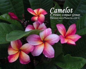 Camelot plumeria photo