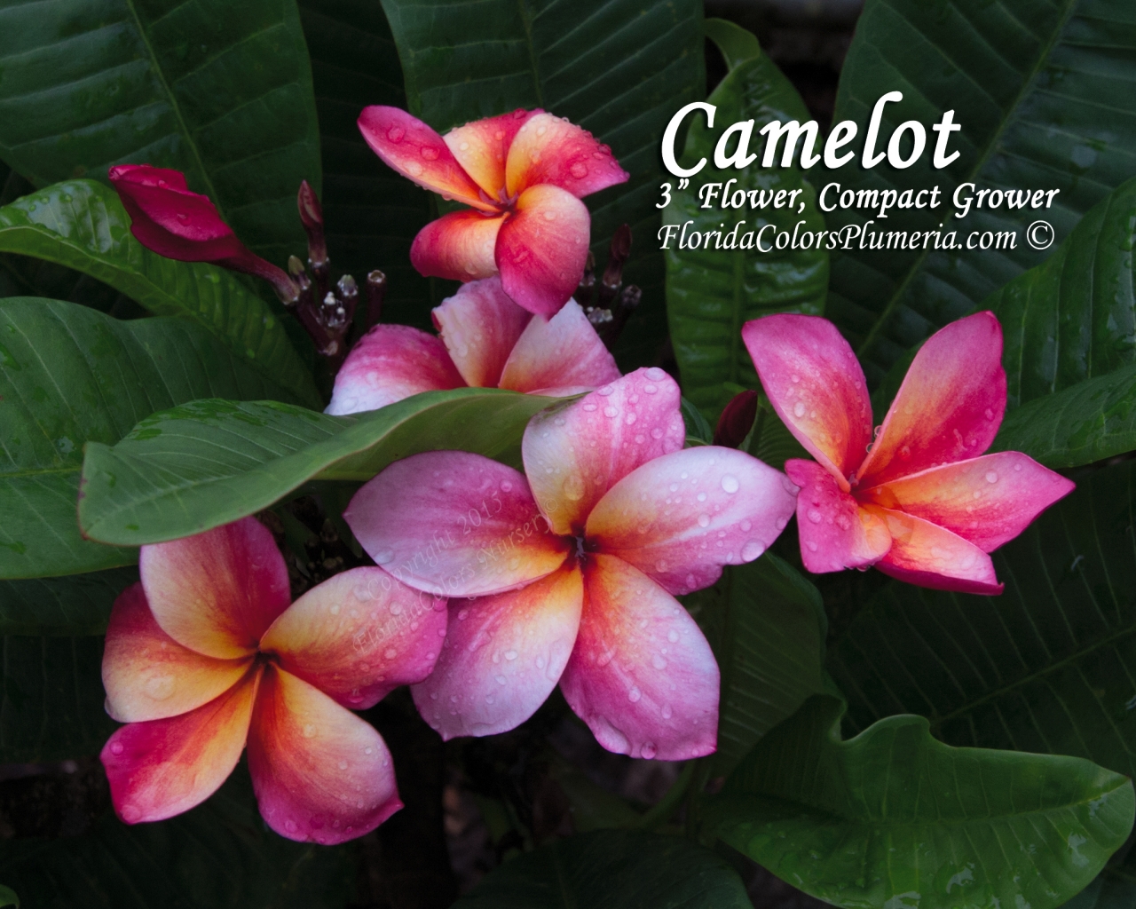 Camelot plumeria photo