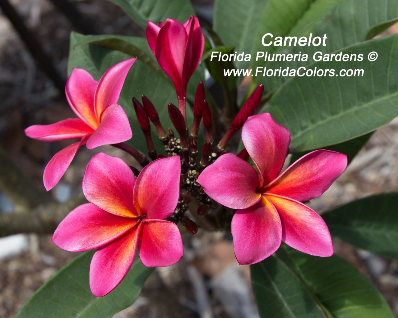 Camelot plumeria photo