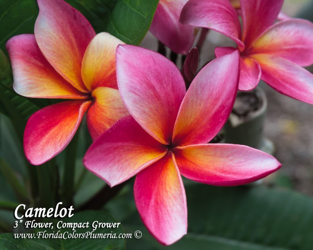 Camelot plumeria photo