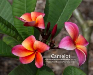 Camelot plumeria photo