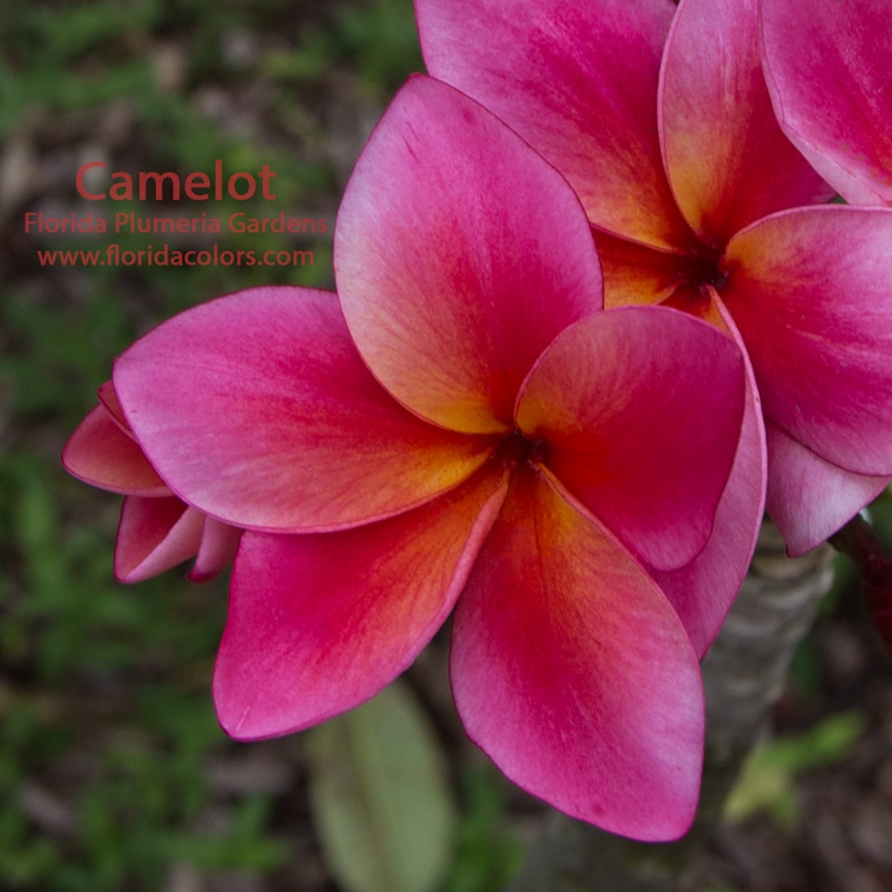 Camelot plumeria photo