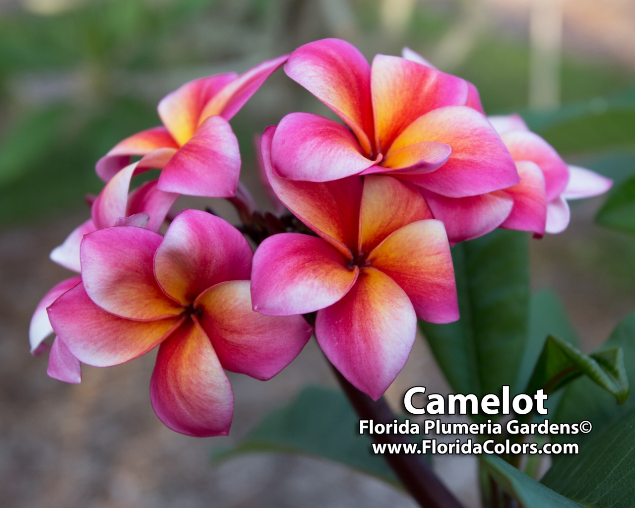 Camelot plumeria photo