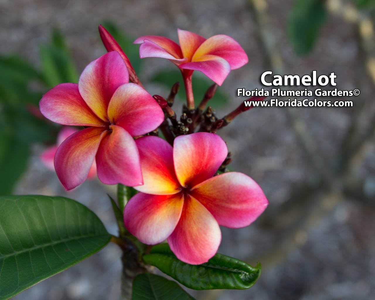 Camelot plumeria photo