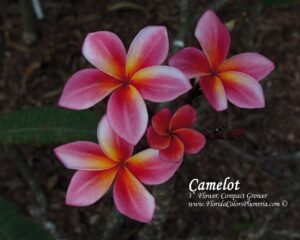 Camelot plumeria photo