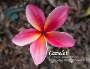 Camelot plumeria photo