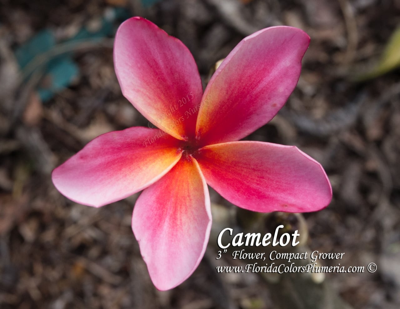 Camelot plumeria photo
