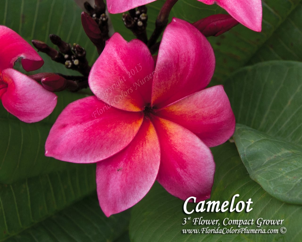 Camelot plumeria photo
