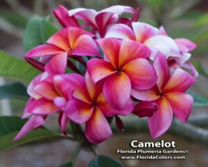 Camelot plumeria photo