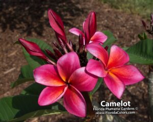 Camelot plumeria photo