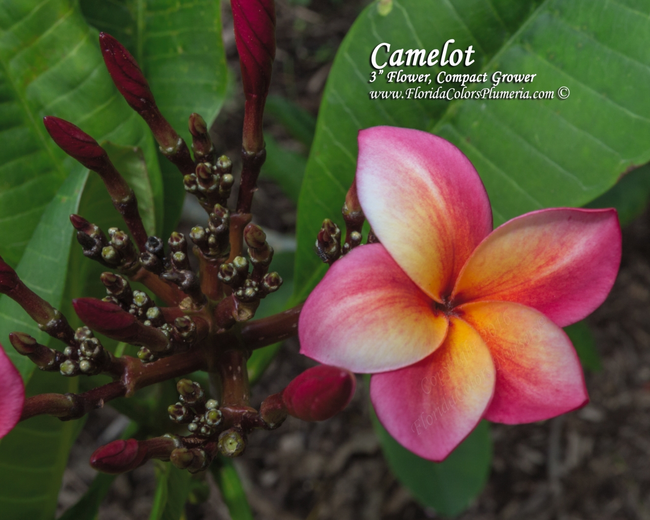Camelot plumeria photo