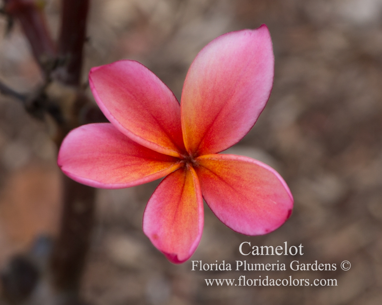 Camelot plumeria photo