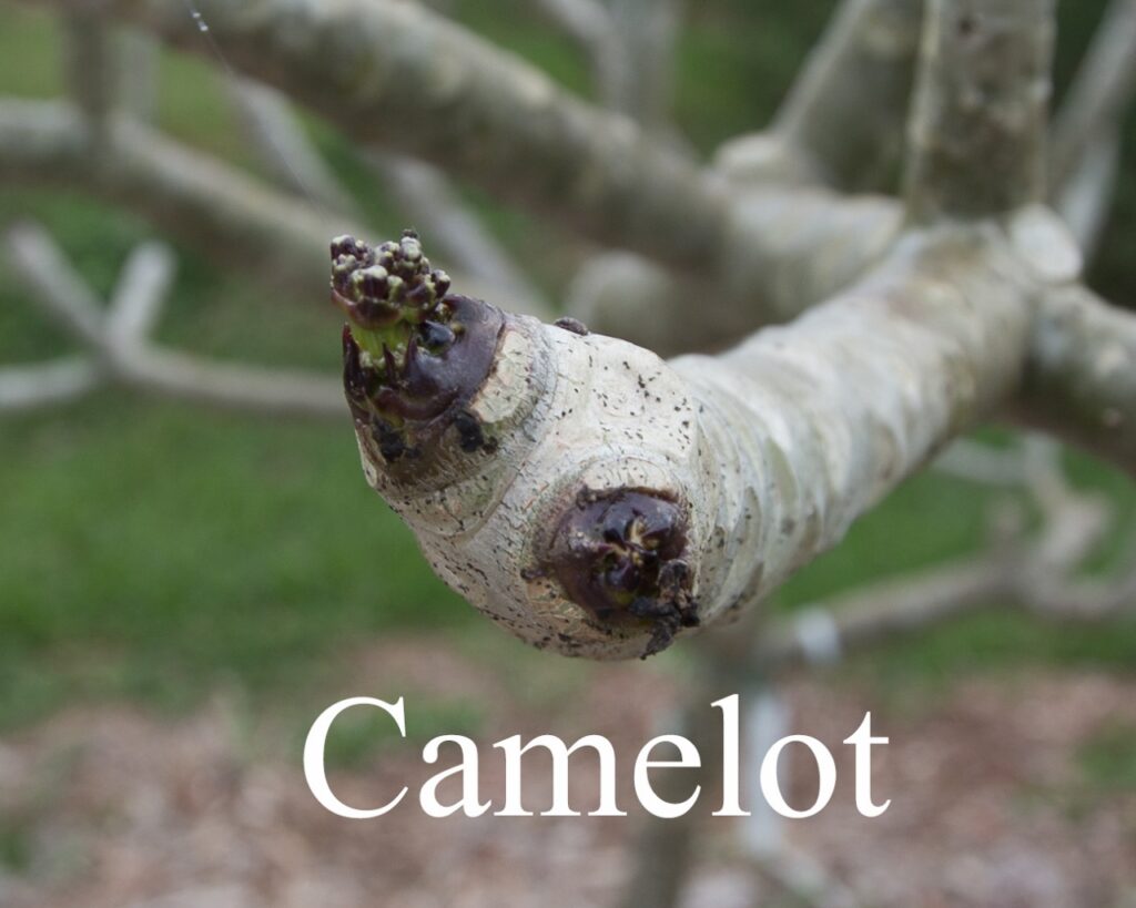Camelot plumeria photo