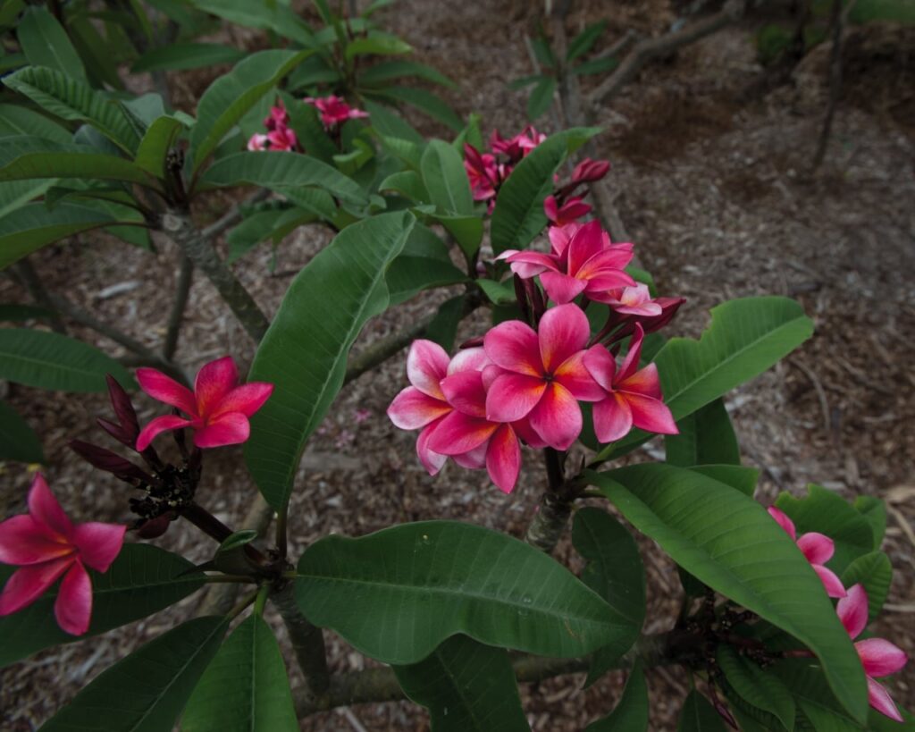 Camelot plumeria photo