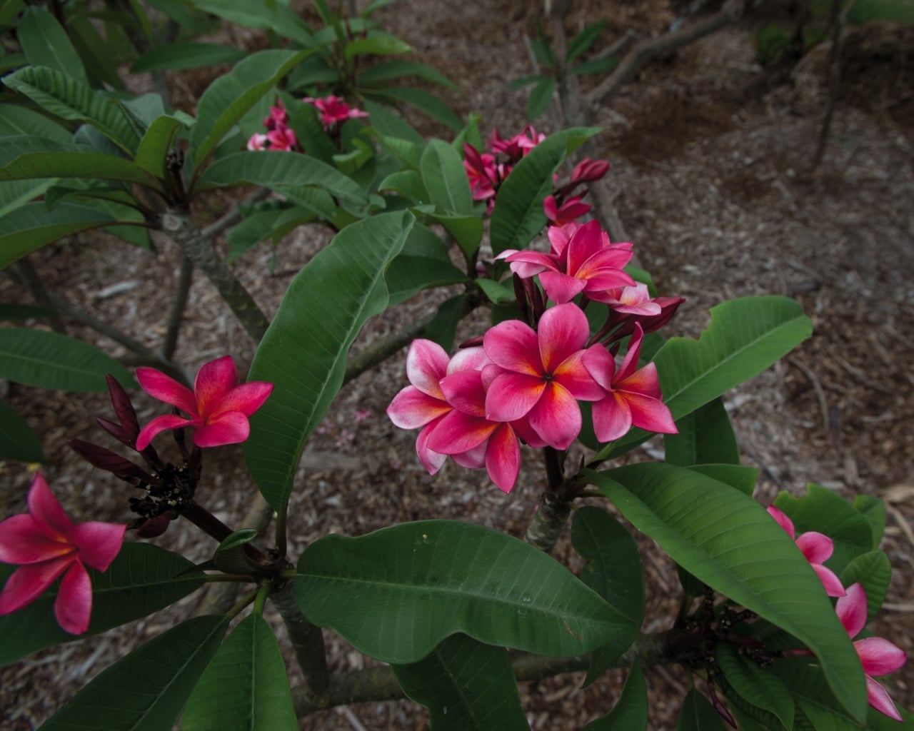 A flowering plumeria tree documented for Plumeria Database