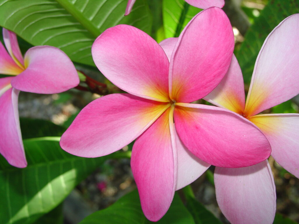 Cancun plumeria photo
