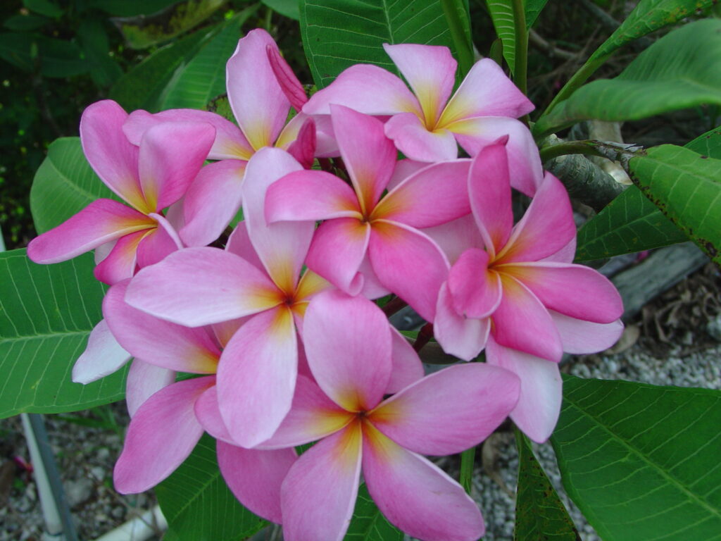 Cancun plumeria photo