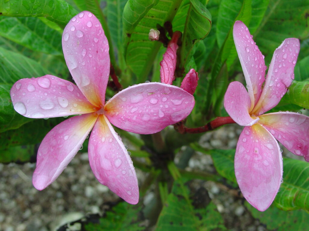 Cancun plumeria photo