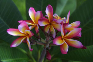 Candy Stripe plumeria flower