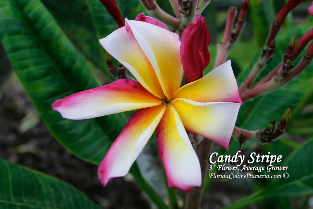Candy Stripe plumeria photo