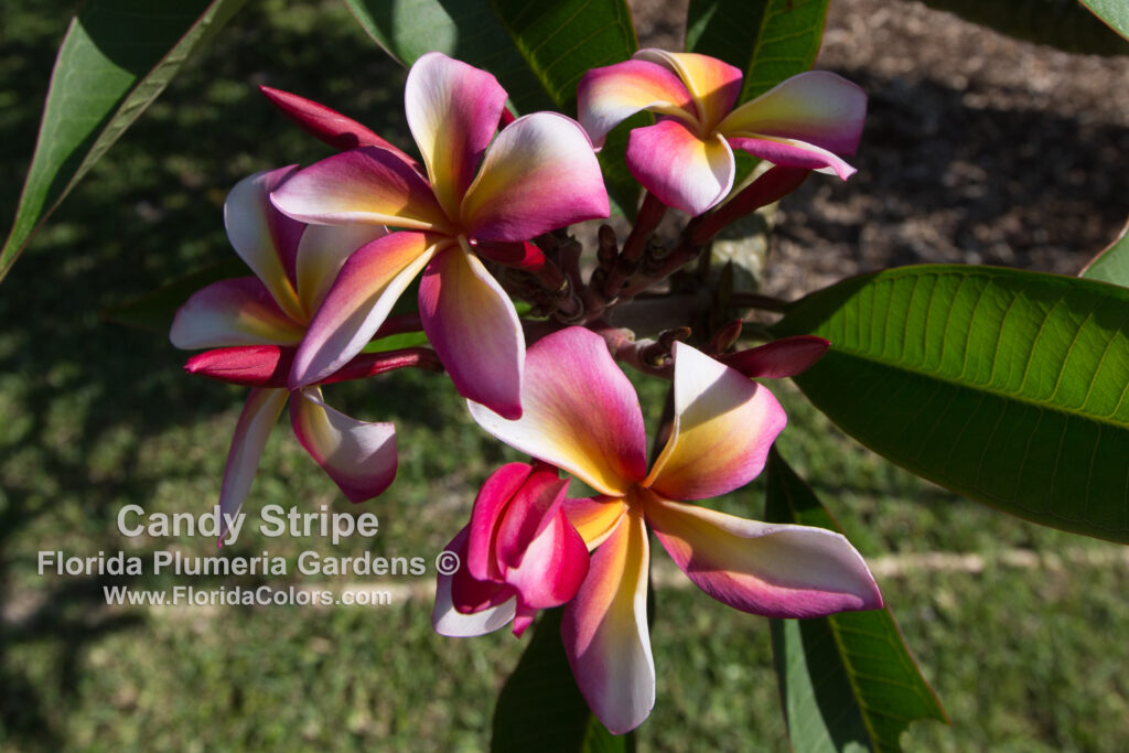 Candy Stripe plumeria photo