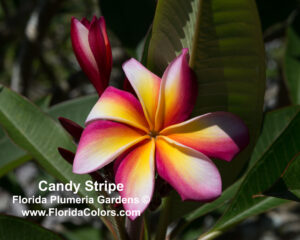 Candy Stripe plumeria photo