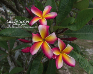 Candy Stripe plumeria photo