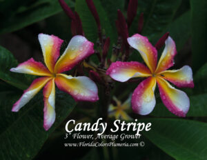 Candy Stripe plumeria photo
