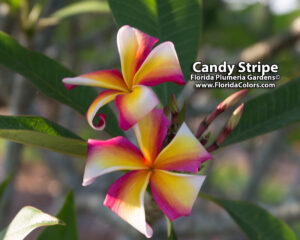 Candy Stripe plumeria photo