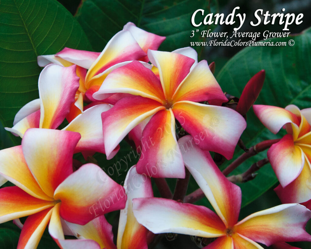 Candy Stripe plumeria photo